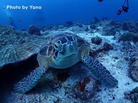 48272795_388963978508932_2116811456883195904_n