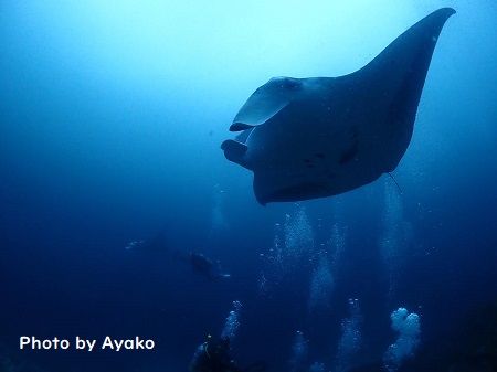 48177208_752473295111567_5841689502959009792_n