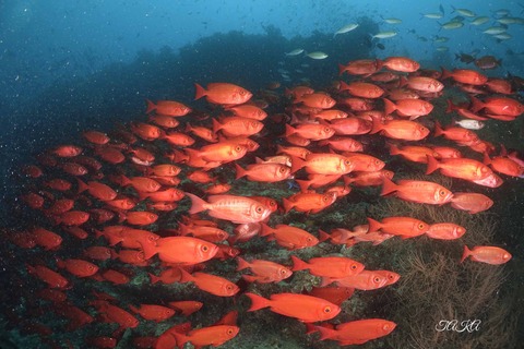 .trashed-1727582465-_DSC4528