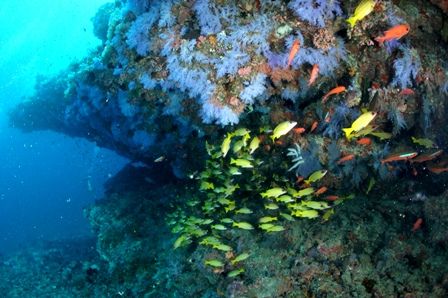 ソフトコーラル