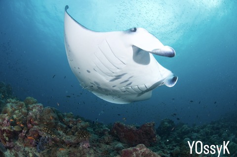 D08B1D83-E5EE-4D71-8CA7-C9D510B5EF21