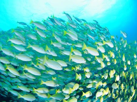 37422471_1814629638626643_4353836561595367424_n