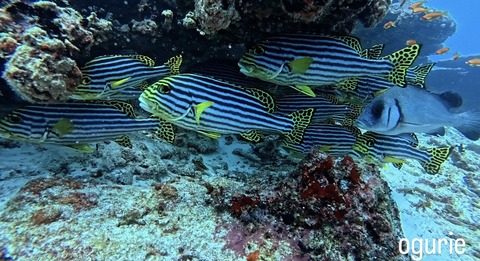 BF7E8ABB-14A5-4362-8725-6B067D66C18F