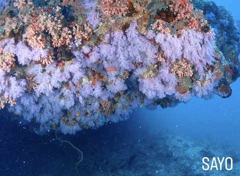 ACA90BCC-1E19-452B-B2BA-626BB6C149C0