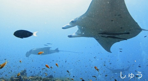 CF930A16-253F-4B0A-8301-230AAF5792E1