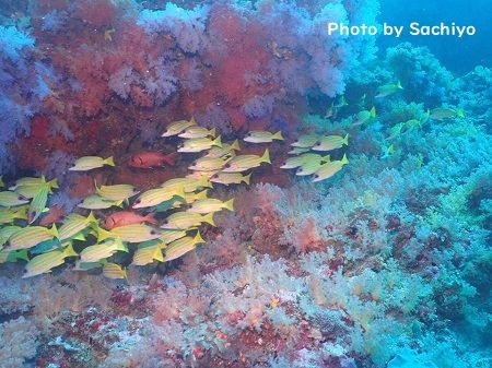 46473951_631523463949724_5098410855079346176_n