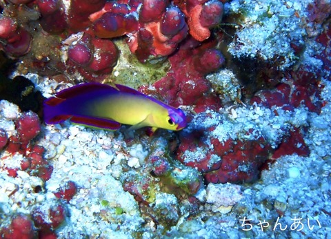 3CEAFDE2-3720-40AB-A349-2675C34781F2