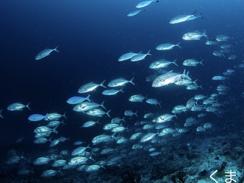 2F2A16BA-BB76-4045-98D2-D88FB6F1018B