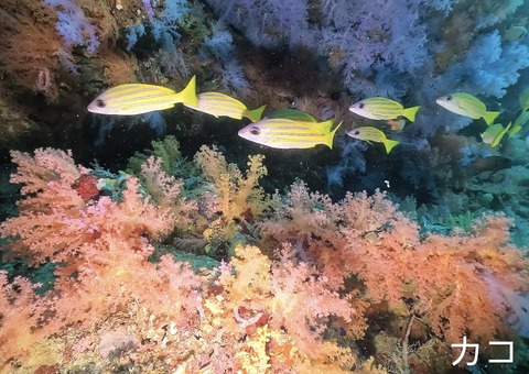 62E57B12-8606-4BB7-87C7-7159FA5F431E