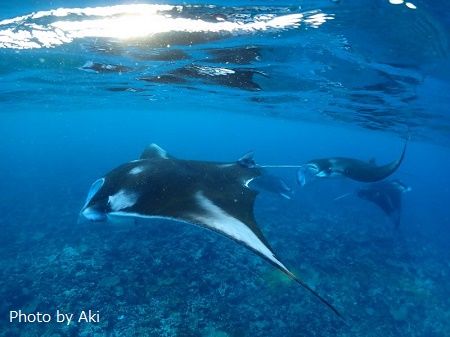 45809638_2047715225285207_1753318255679766528_n