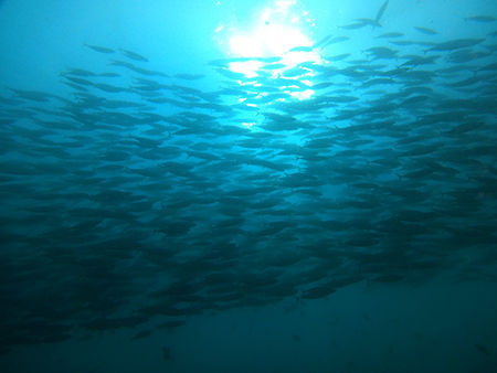 DSC00865