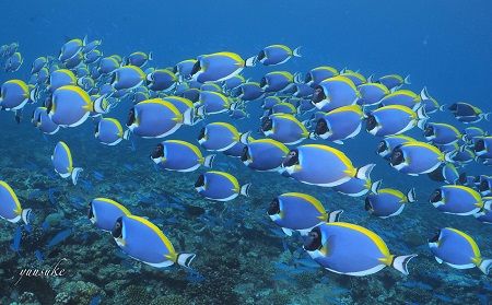 30826091_930787320436689_1381877120_o