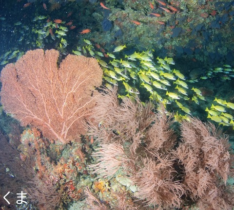 DC81D1BD-9621-4E38-A1FF-358B4B36C4E9