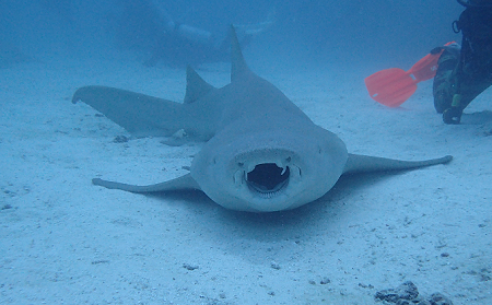 ナースシャーク