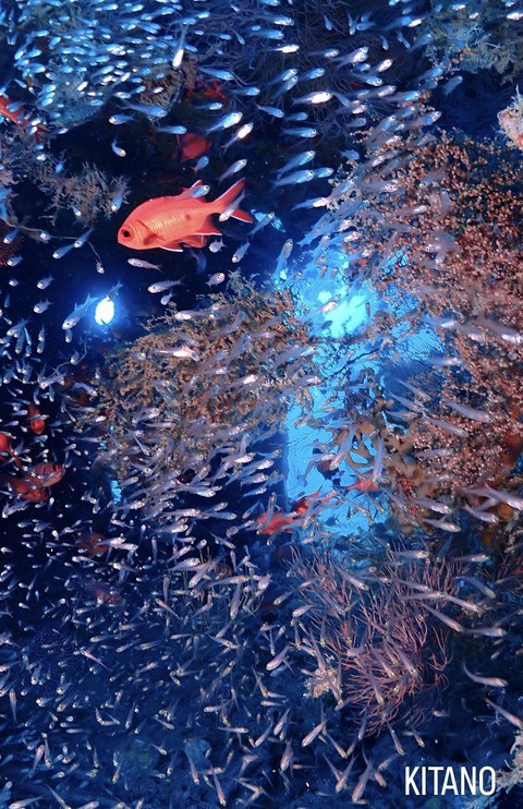 DE73D668-0188-4311-9565-922A68C5FD21