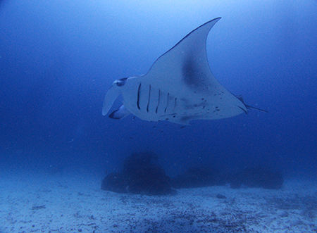 manta