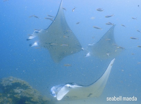 E8CB14AC-6DE1-4B25-9B2A-E05E7C6A4A5D