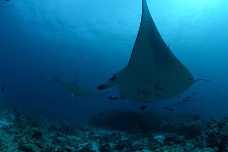 39109128_2135156990072297_3991465523677233152_n