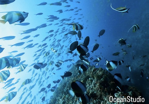 58A95286-2402-4F75-8A11-021F56C9161E