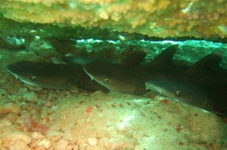 たけうちwhitetip　