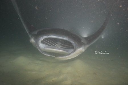 40022331_913213655732856_5403463479963156480_n