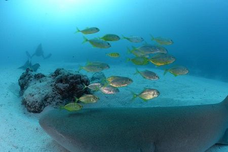 39062953_2135154736739189_154561772605407232_n