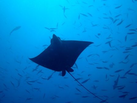 マダラトビエイ　かんだ