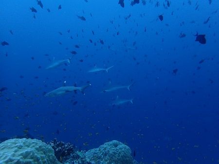 26543170_1994078284206477_1825835514_o