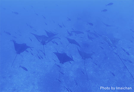 P9181287 のコピー