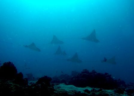 eagleray
