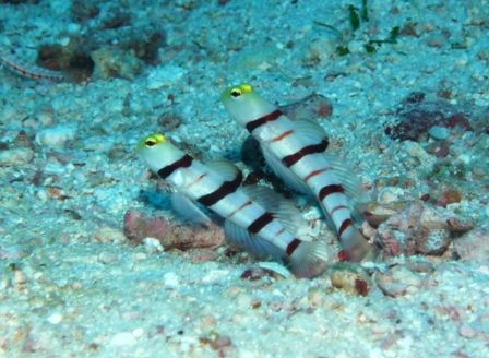 ドラキュラ　あさこ