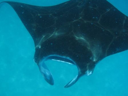 manta
