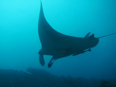manta