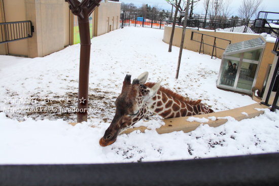 旭山動物園の「きりん舎」