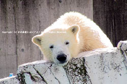 2009/11/22 �߻�ưʪ��