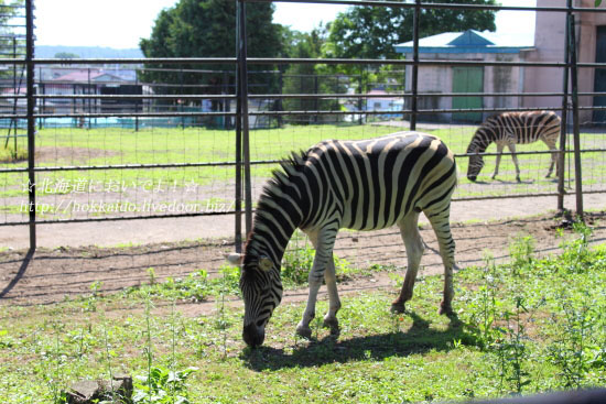 帯広動物園のシマウマ