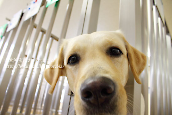 盲導犬