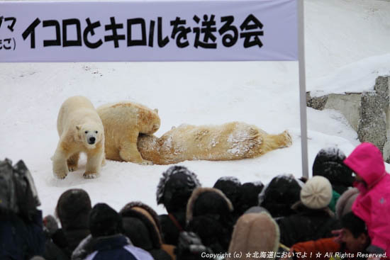 イコロとキロルのお別れ会の写真
