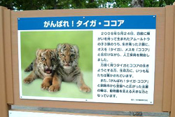 タイガとココア