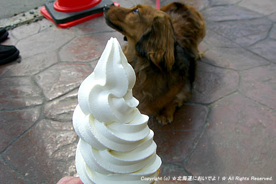 2008年5月6日 インディーとソフトクリーム