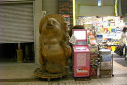 狸