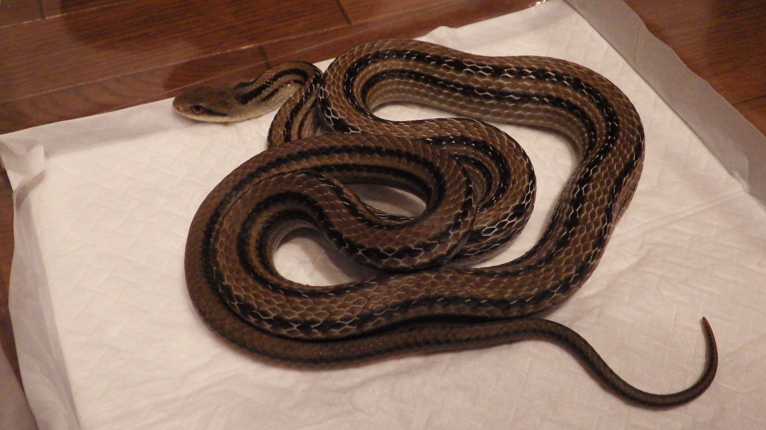 ヘビの種類の見分け方 蛇の目 蛇の道 Janome Janomichi