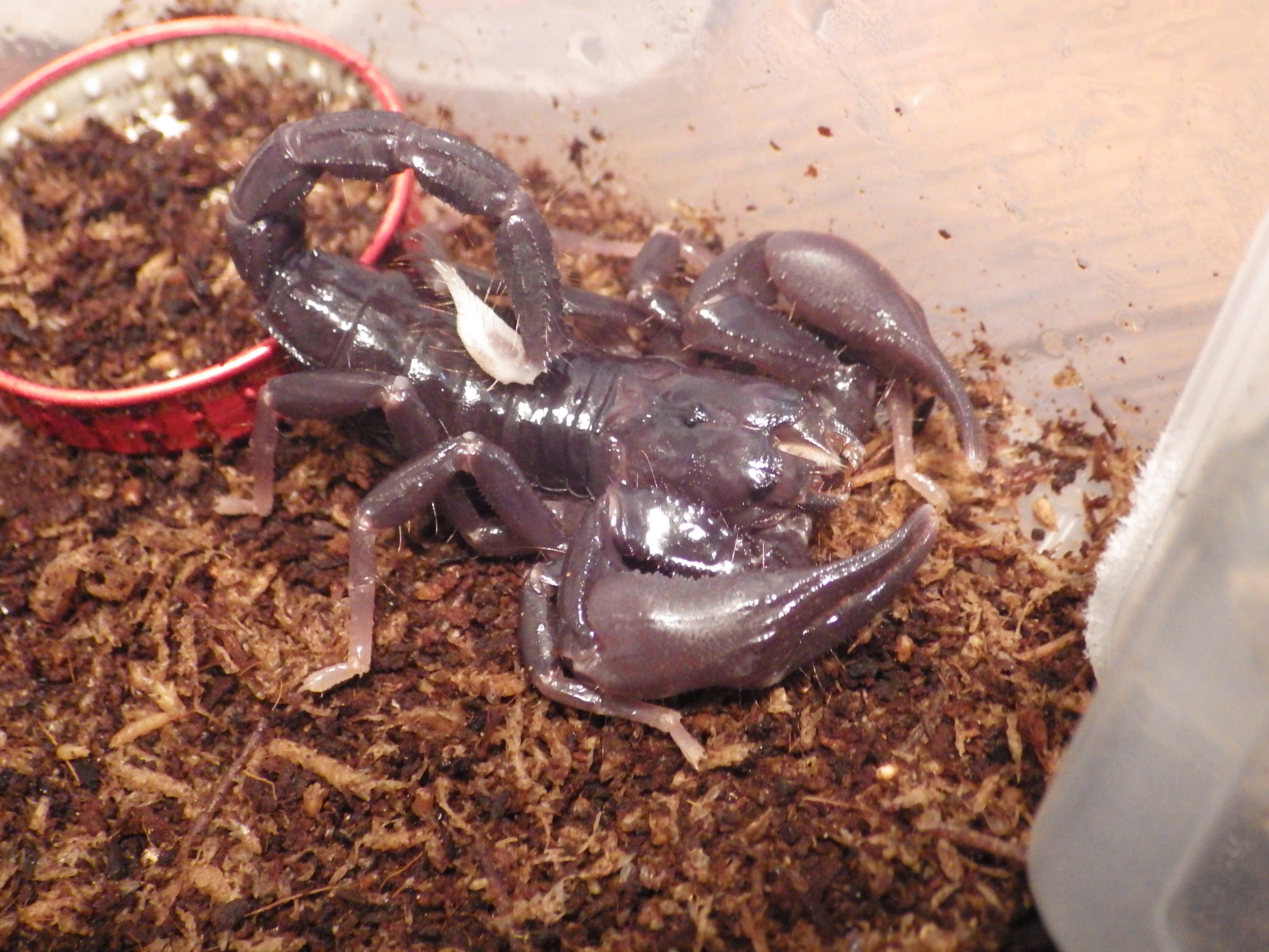 鋏角類 蛇の目 蛇の道 Janome Janomichi