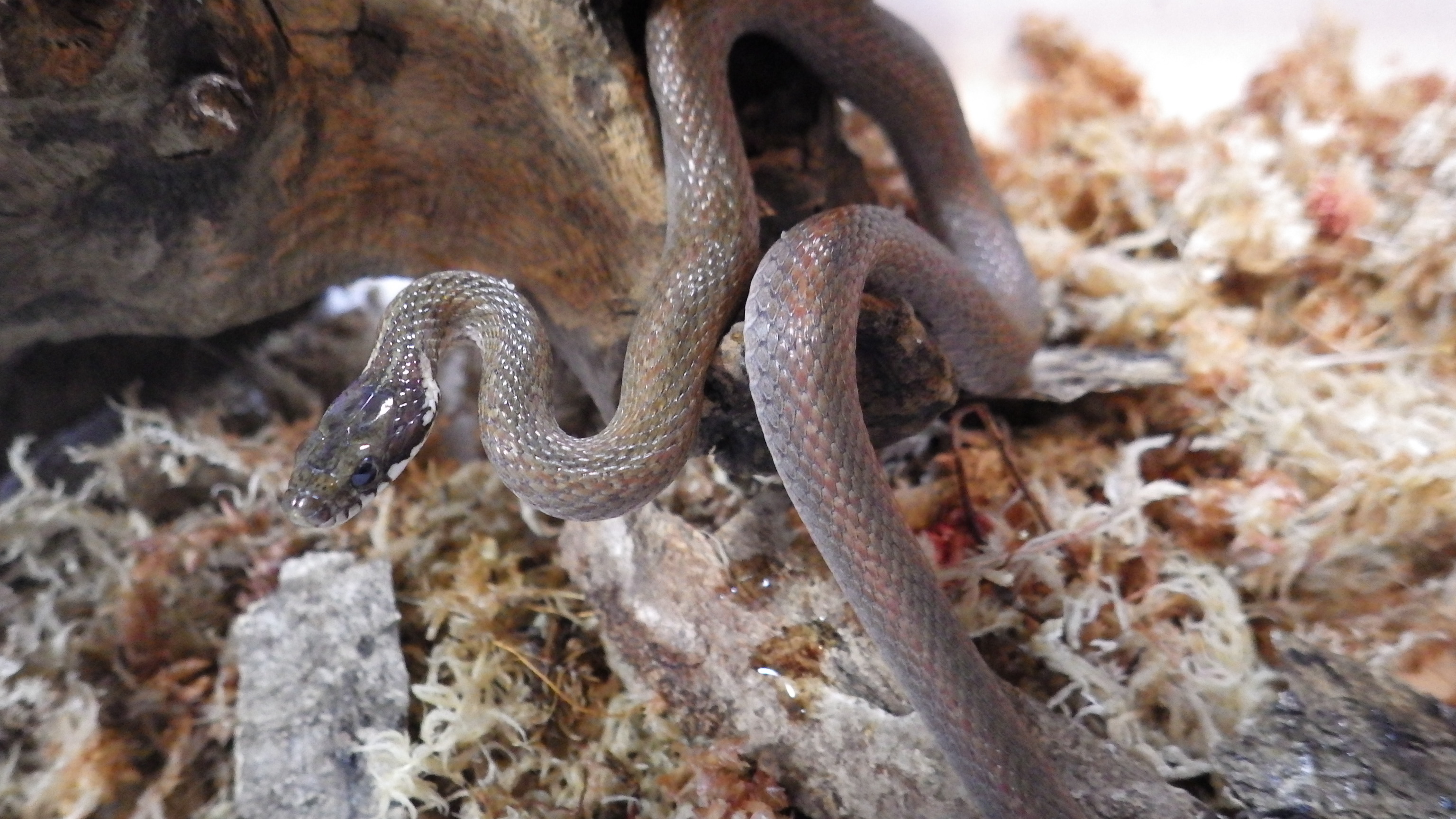 ヘビの種類の見分け方 蛇の目 蛇の道 Janome Janomichi