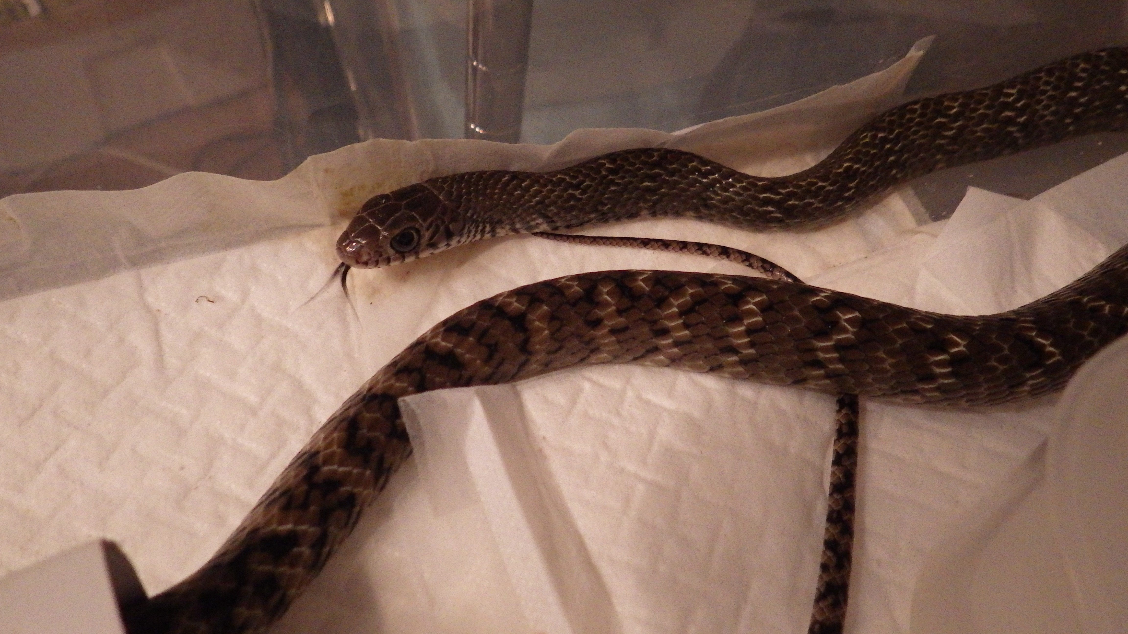 だぼへび 蛇の目 蛇の道 Janome Janomichi