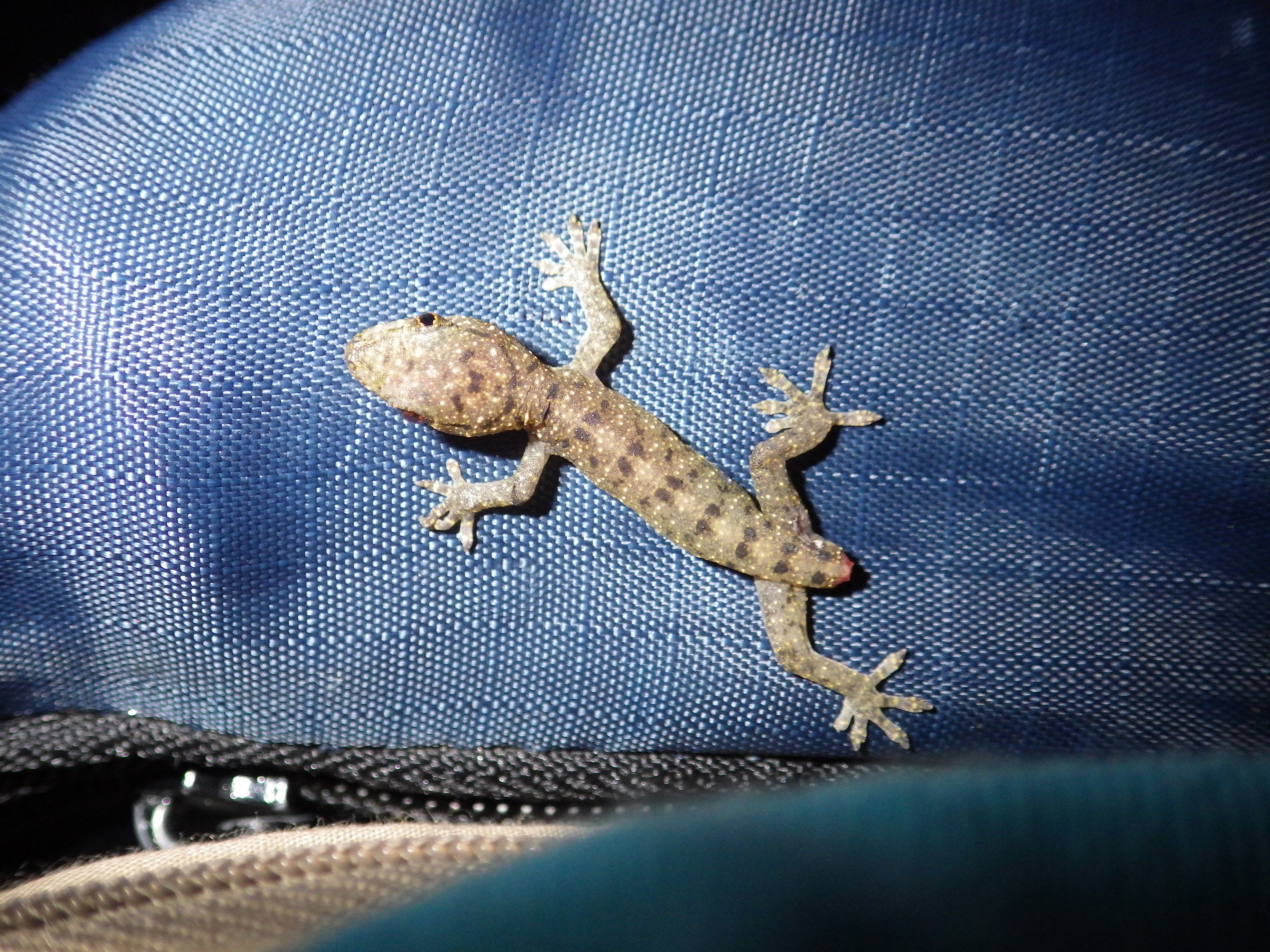 16マレーシア滞在記3 蛇の目 蛇の道 Janome Janomichi