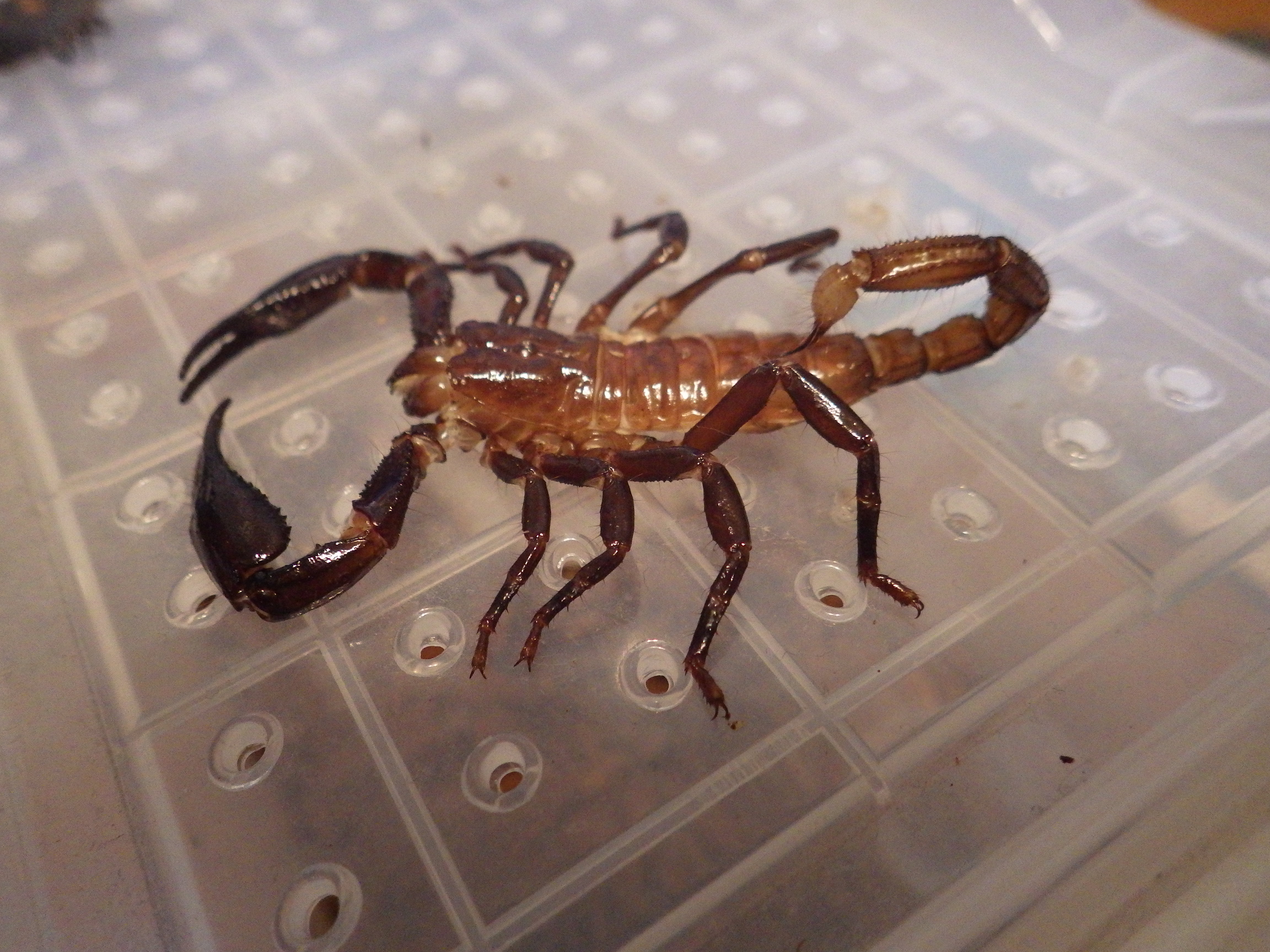 鋏角類 蛇の目 蛇の道 Janome Janomichi