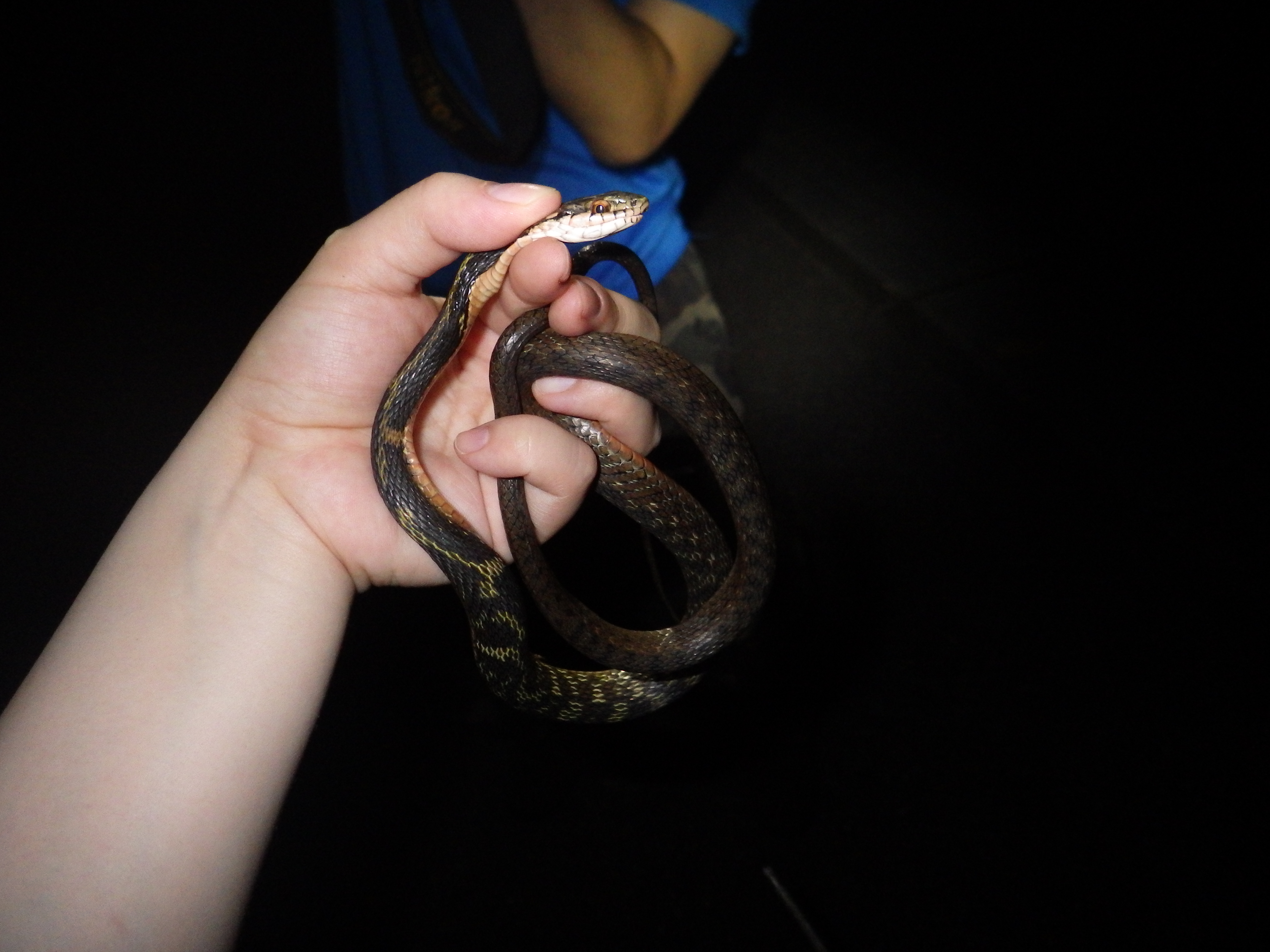 17久米島滞在記3 蛇の目 蛇の道 Janome Janomichi