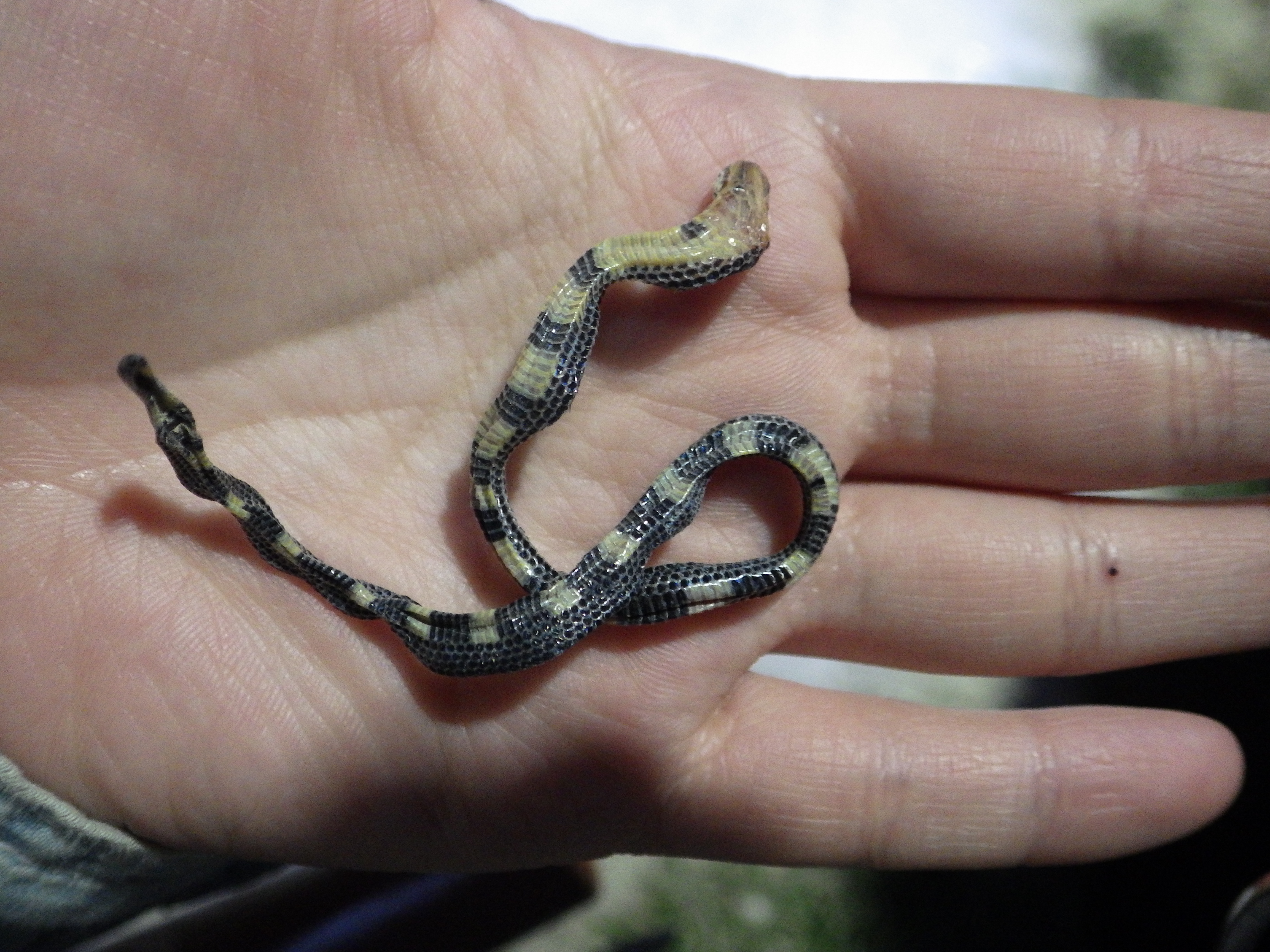 16マレーシア滞在記9 蛇の目 蛇の道 Janome Janomichi