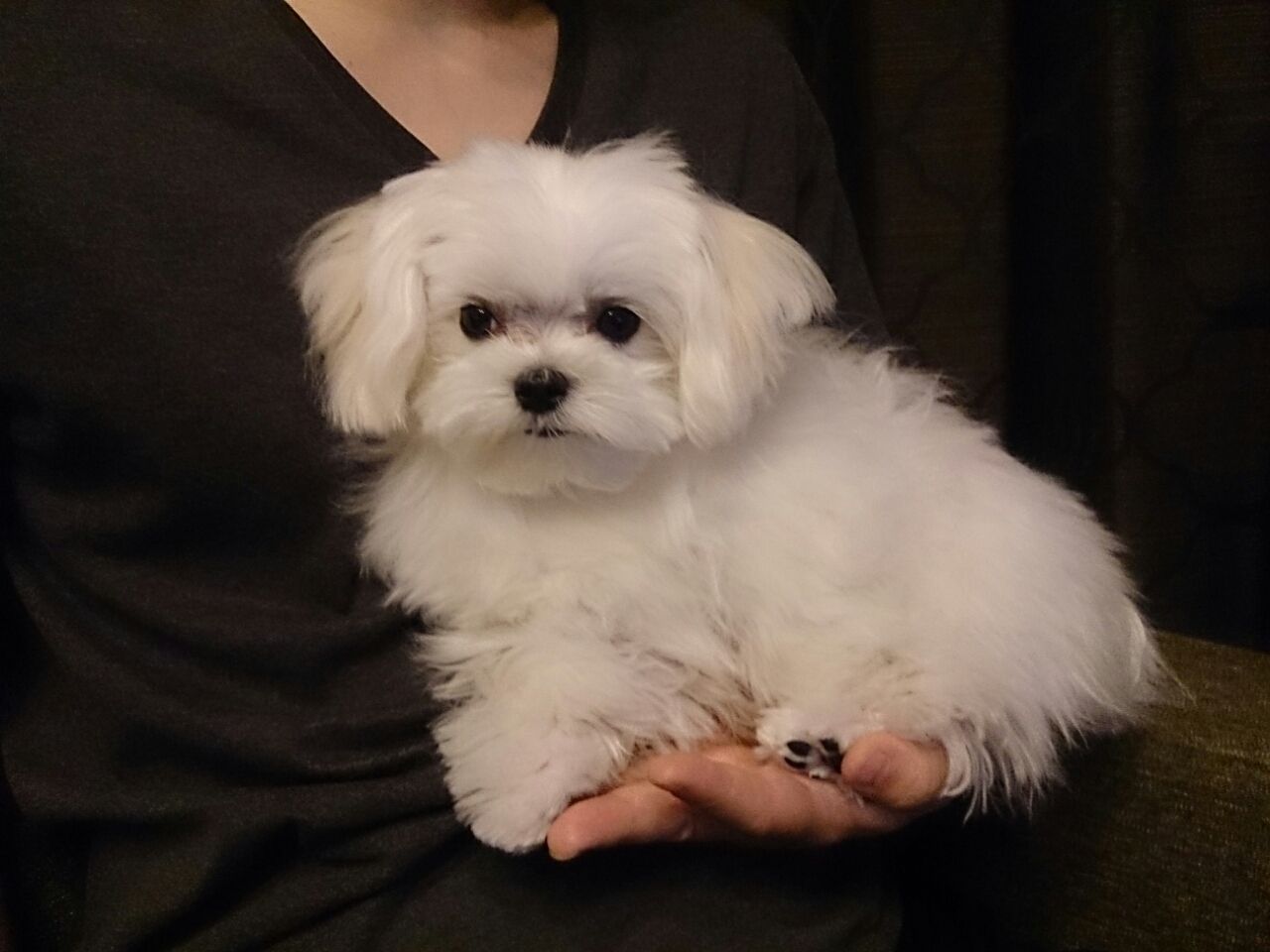 マルチーズ Coco今日で9ヶ月 9ヶ月の体重 ティーカップマルチーズcoco のまったり日記 マルチーズ Coco今日で9ヶ月 9ヶ月の体重 ティーカップマルチーズcoco のまったり日記